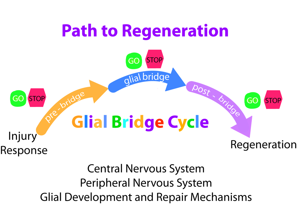 Glial-Bridge-Ecology_small Path to Regeneration Robert Kao Science Education Resources K-12 educators biology research inquiry Heritage University