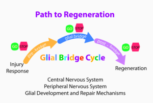Glial-Bridge-Ecology_small_web Path to Regeneration Robert Kao Science Education Resources K-12 educators biology research inquiry Heritage University