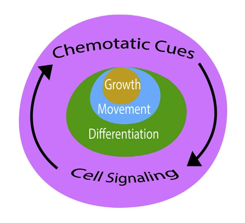 2020-Glial cell ecology Path to Regeneration Robert Kao Science Education Resources K-12 educators biology research inquiry Heritage University