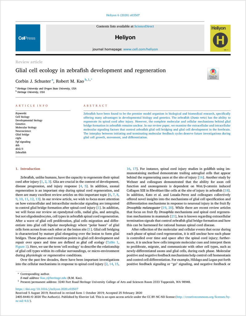 2020-Glial cell ecology_page1 Path to Regeneration Robert Kao Science Education Resources K-12 educators biology research inquiry Heritage University